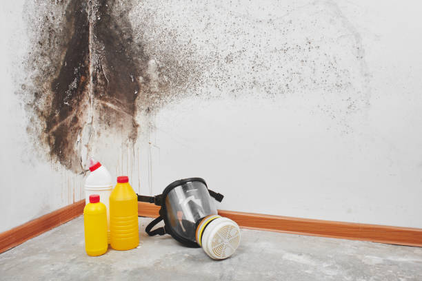 Best Commercial Mold Remediation in Forked River, NJ
