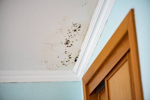 Best Emergency Mold Remediation in Forked River, NJ