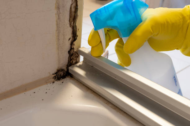 Best Residential Mold Remediation in Forked River, NJ