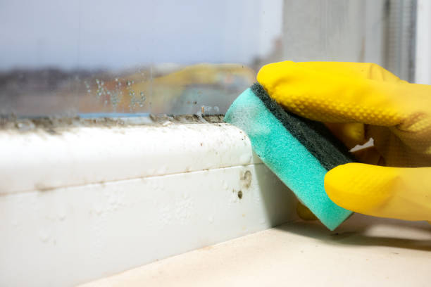 Best Post-Flood Mold Remediation in Forked River, NJ