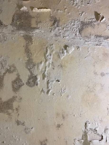 Best Bathroom Mold Remediation in Forked River, NJ
