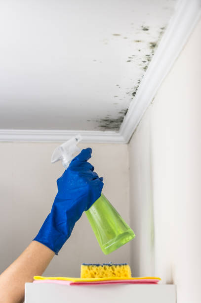 Best Mold Testing and Inspection Services in Forked River, NJ