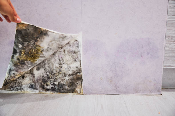Best Mold Remediation for Schools in Forked River, NJ